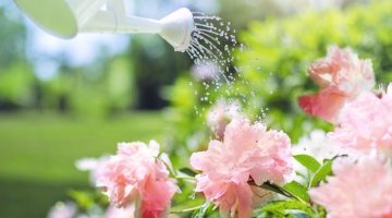 How to water a garden