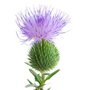 Cardoon Purple Artichoke Thistle
