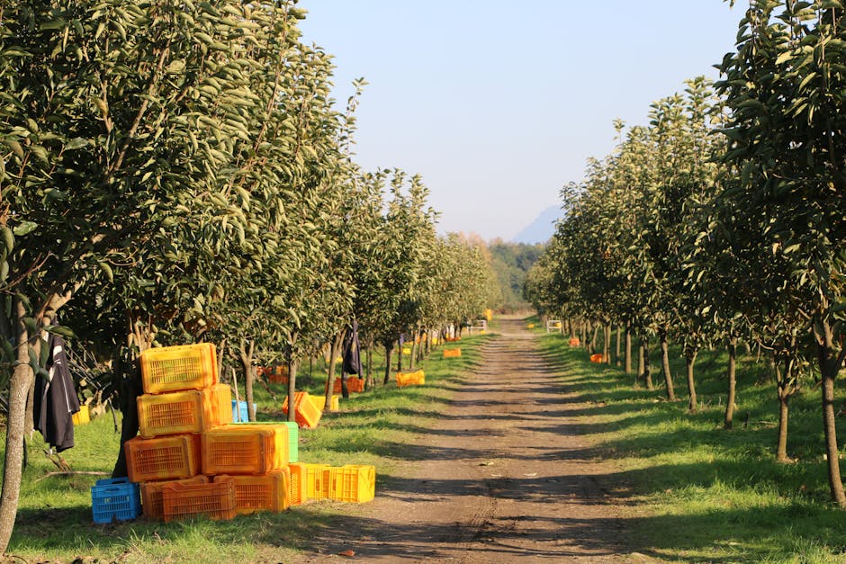 Container Gardening: Cultivating Fruit Trees in Limited Spaces