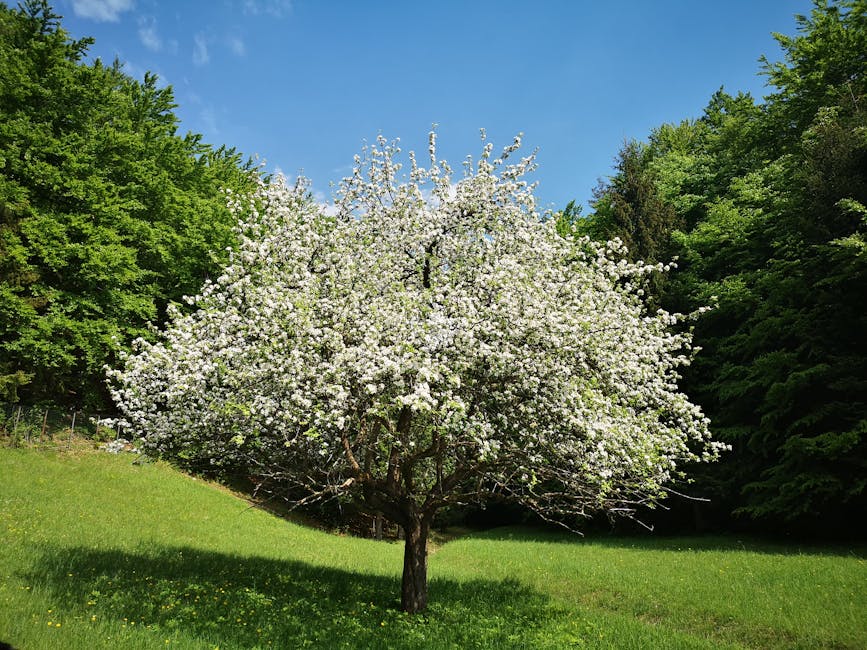 Pruning Weeping Cherry Trees: Timing and Techniques