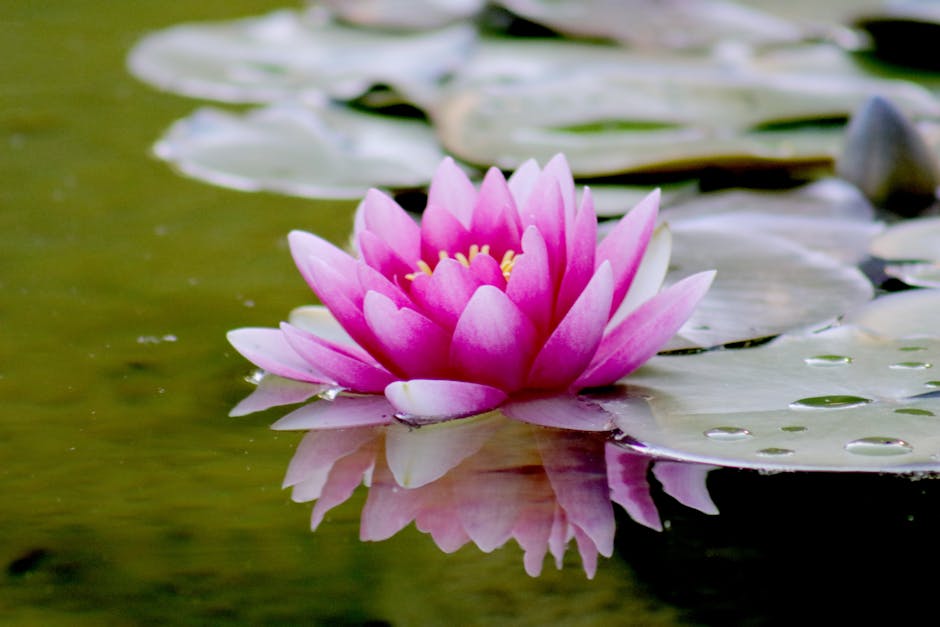 Mastering Lily Gardening with Peggy Anne Montgomery