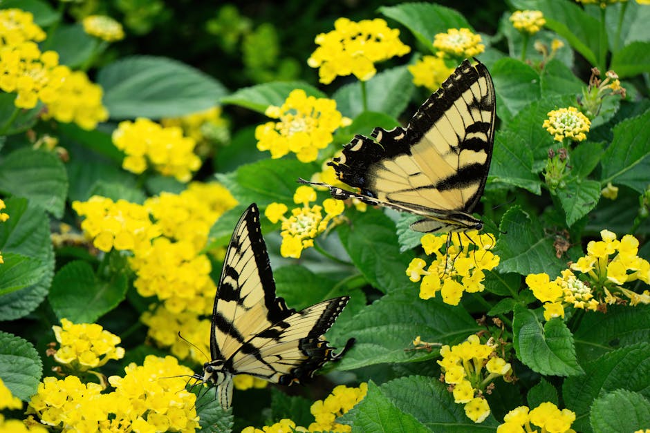 Plants That Attract Beneficial Insects and Pollinators: Annuals and Perennials