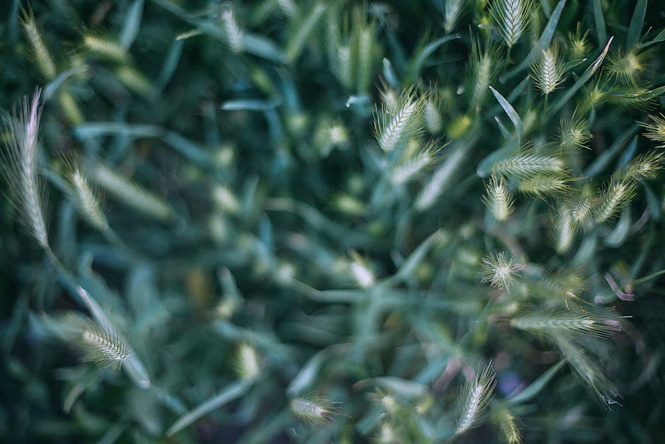 A Comprehensive Guide to Growing Chickpeas: From Seed to Harvest