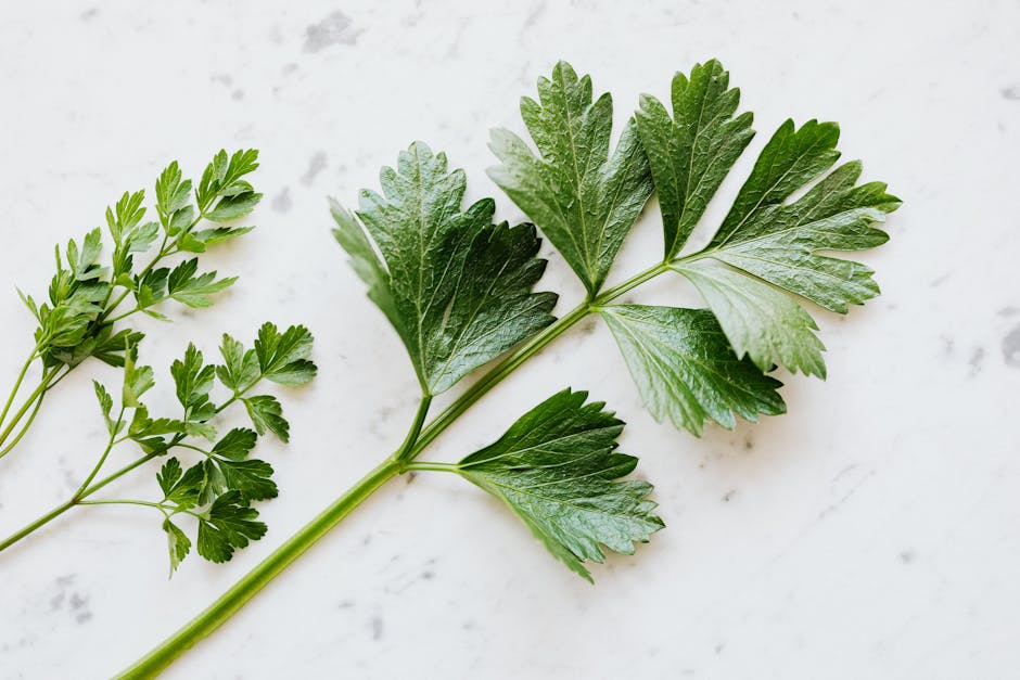 Growing Ramps in a Pot: A Rustic Ramp Leaf Quiche Recipe Included