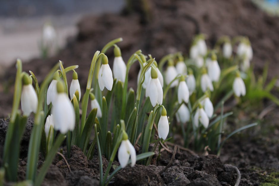 Pennsylvania's Early Blooming Flowers