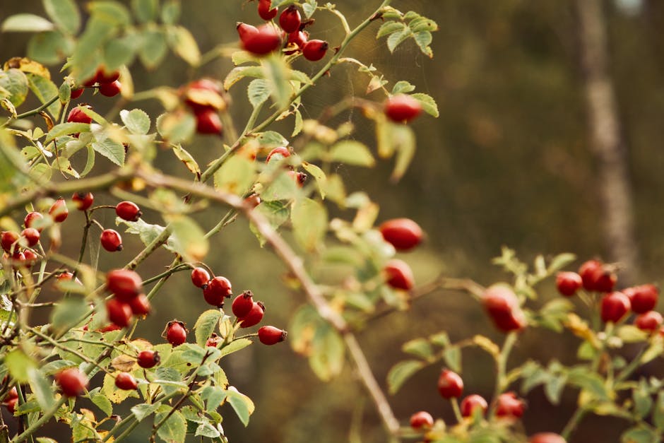 Revitalizing Agriculture: The Govec Food Forest Project in Slovenia