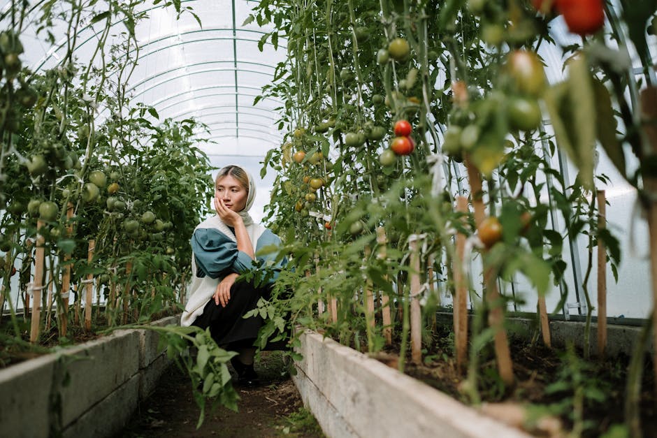 Common Questions About Growing Tomatoes in a Greenhouse