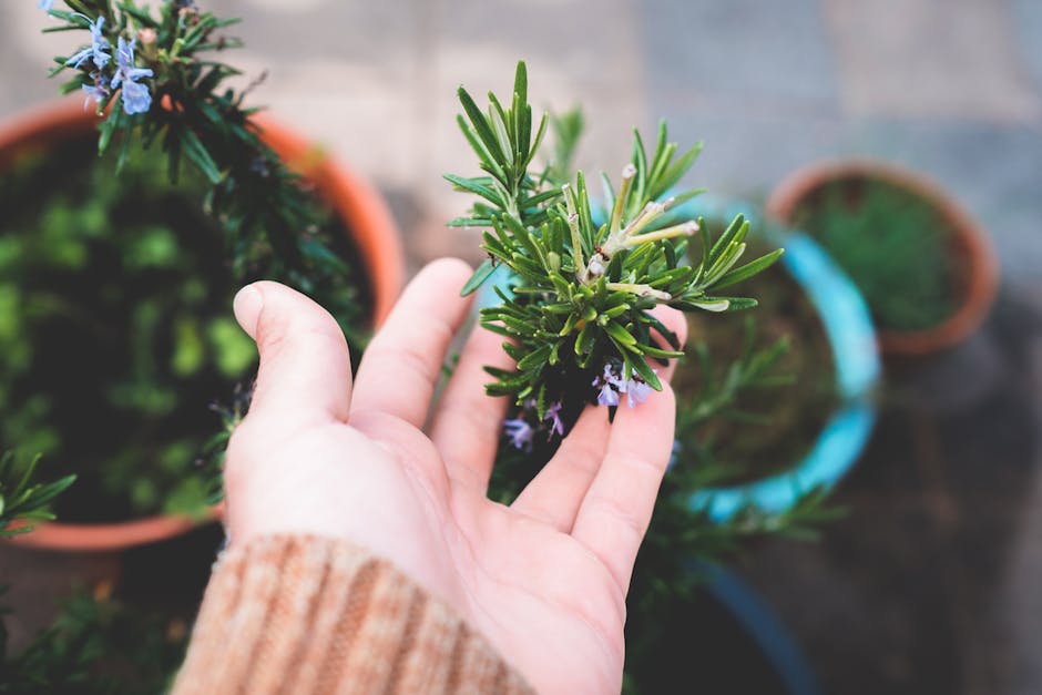 A Guide to Cultivating Rosemary