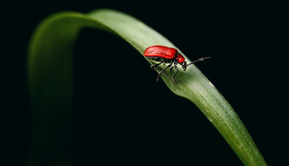 The Role of Beneficial Insects in Organic Pest Management