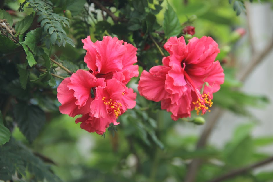 Can Dogs Be Harmed by Hibiscus Plants?