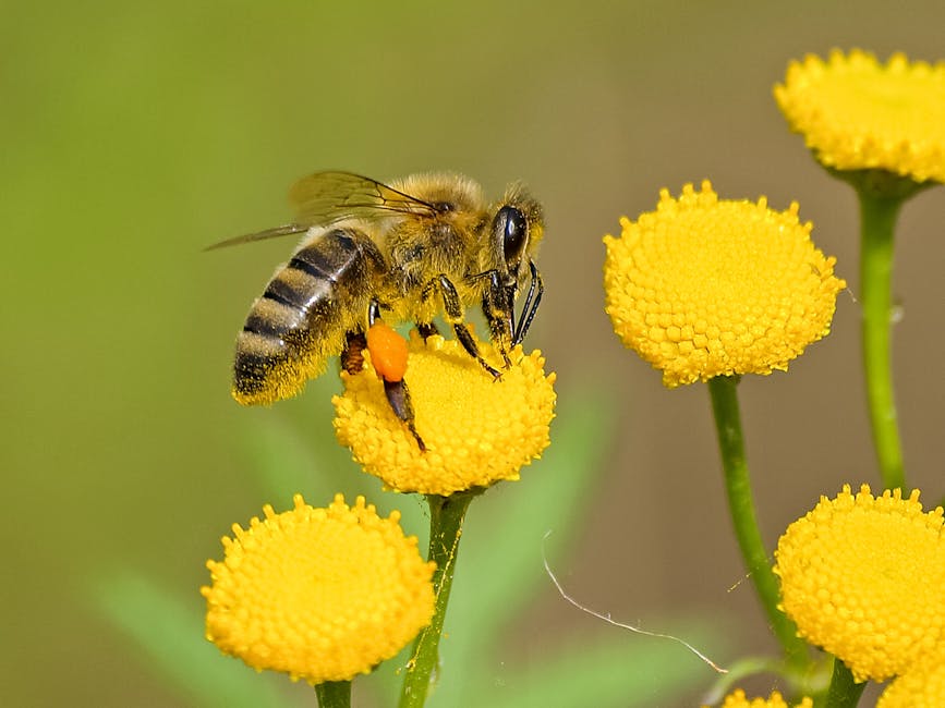 Exploring the Overlooked Importance of Pollinator Plants with Melinda Myers