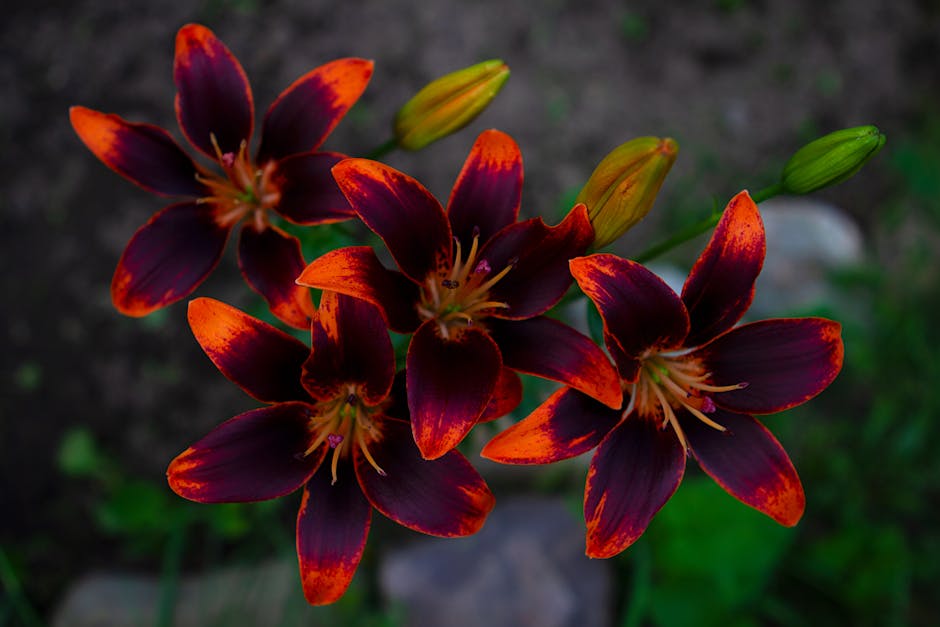 The Benefits of Deadheading Daylilies