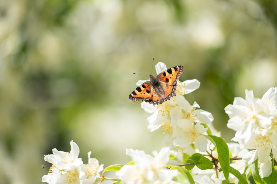 Step-by-Step Guide on Transplanting Butterfly Bush