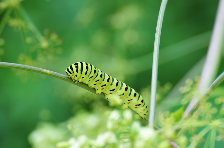 Identifying Black Swallowtail Caterpillars on Dill or Parsley in Your Garden