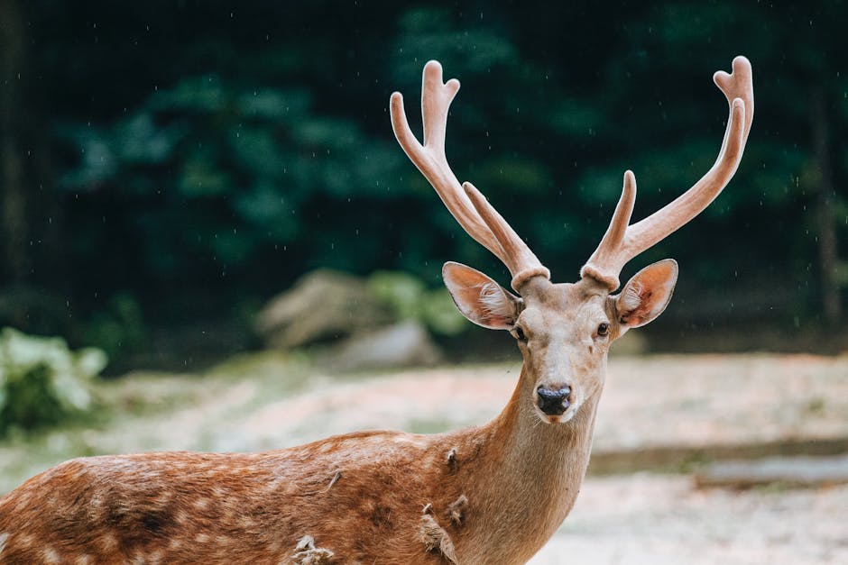 Fawn Season: Adorable Creatures with Big Ears and Spots