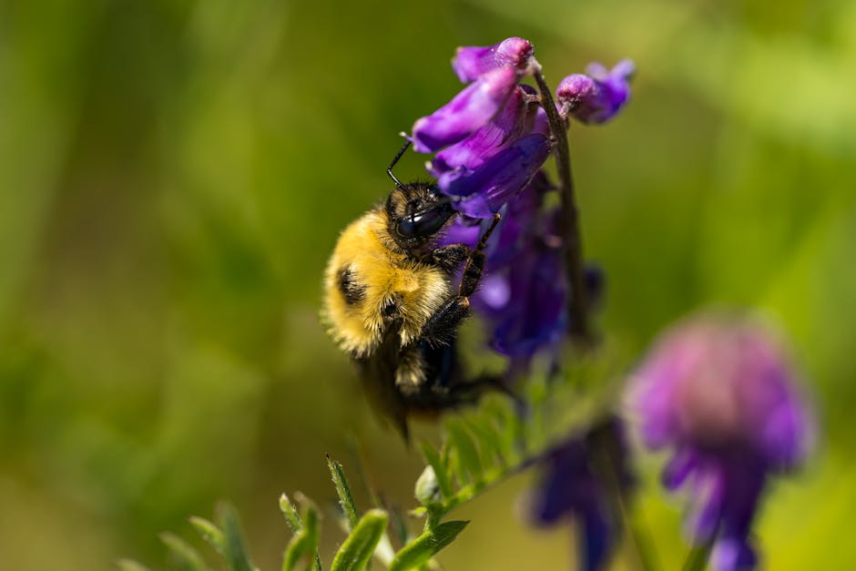 The Solstice Garden: A Bountiful Harvest in June 2024