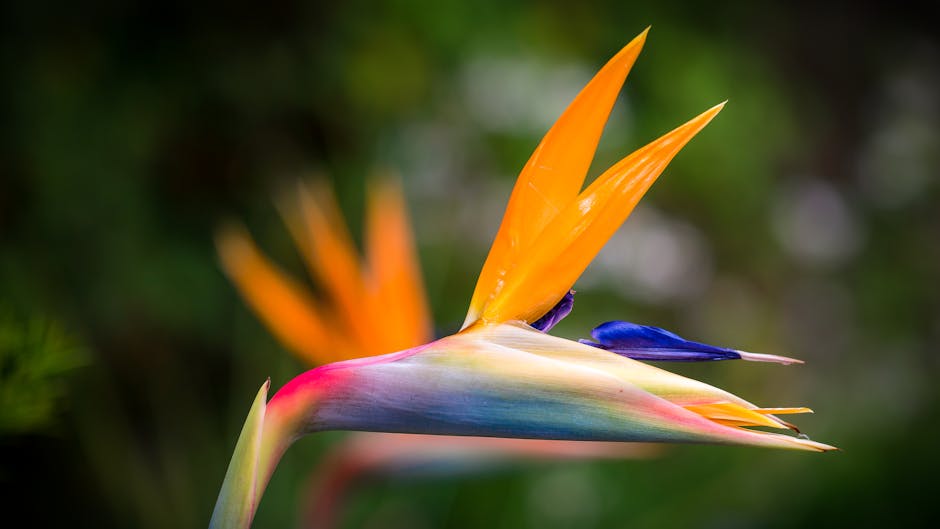 Bird of Paradise Plant Propagation: A Step-by-Step Guide