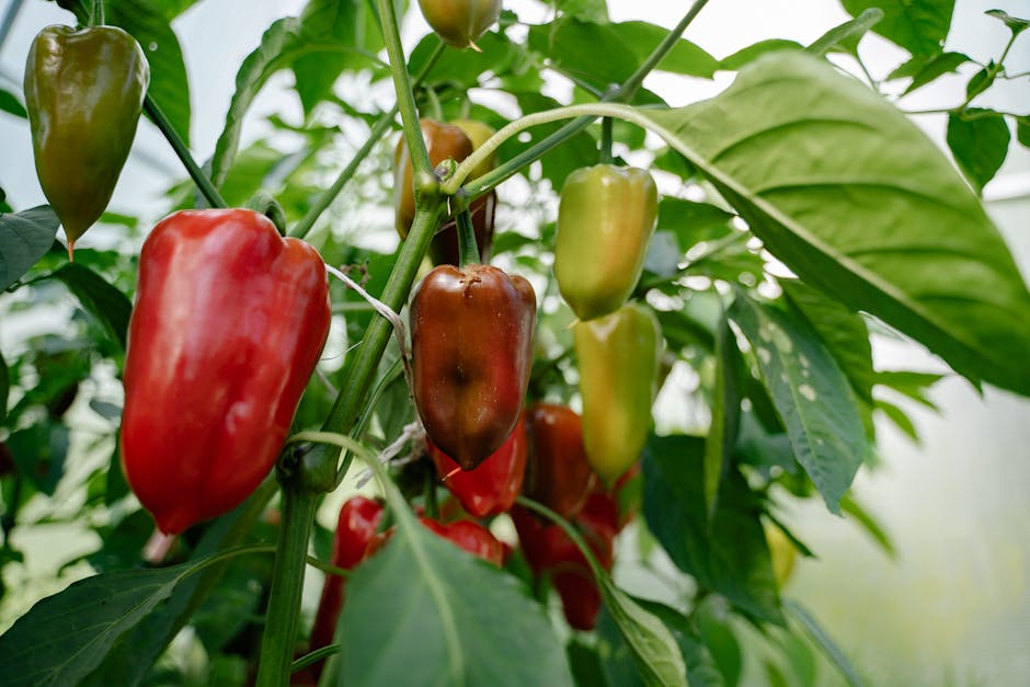 Foolproof Guide to Growing Peppers