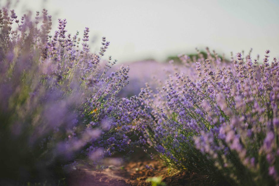 Capturing and Savoring the Fragrance of Lilac Honey