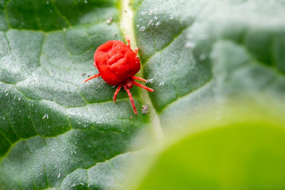 Preventing and Controlling Spider Mites Organically