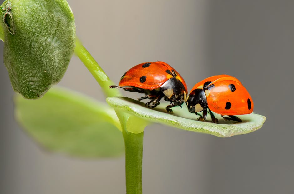 Preventing and Controlling Squash Bugs Organically