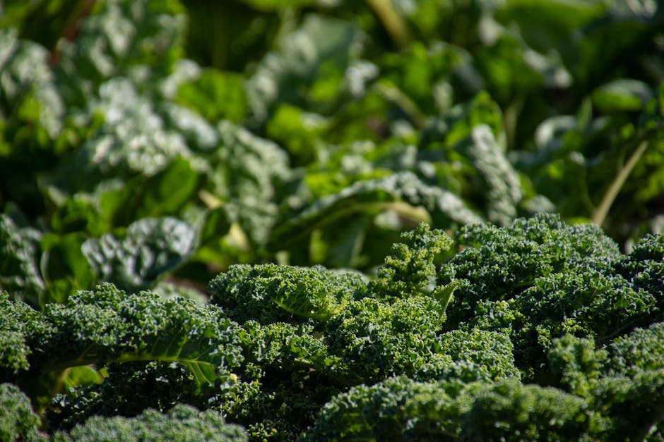 Freezing Fresh Broccoli from Your Garden