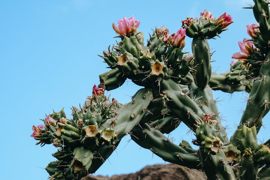 Tips for Gardening in Arizona's Low Desert During July