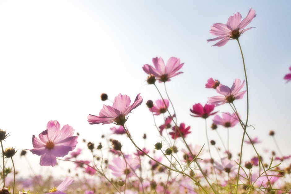 A Guide to Deadheading Cosmos Flowers