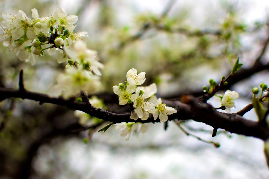 Transitioning from Late Spring to Early Summer: June Gardening Tips