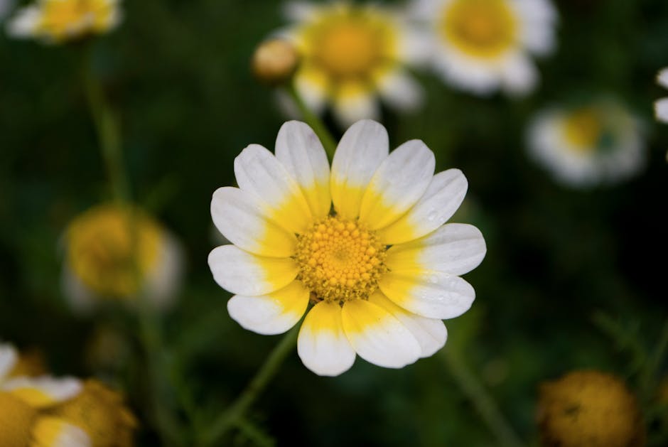 Alice's Ontario Garden Blooms in Spring