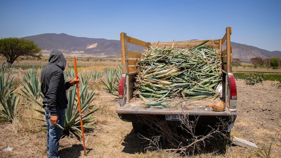 Planting and Harvesting Guide for August in Arizona's Low Desert