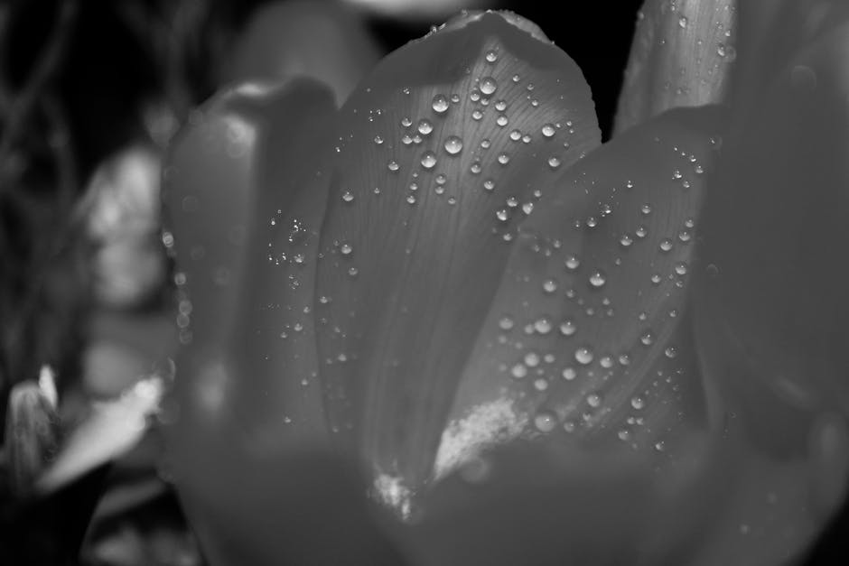 Exploring Light and Art at the Blanton Museum: Petals and Ellsworth Kelly