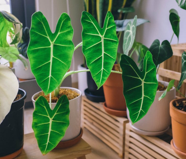 Vibrant Indoor Plants to Enhance Your Rental Home