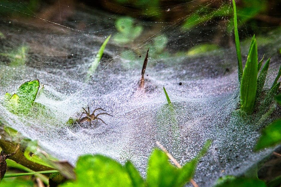 Can Spider Plants Thrive Outdoors?