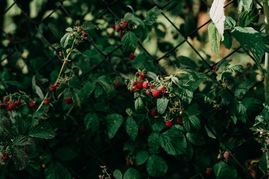 Container Gardening: A Guide to Growing Berries