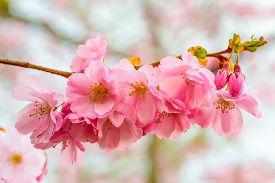 Abundance of Pink Cactus Blossoms