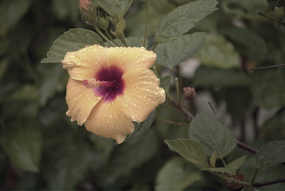 11 Causes and Fixes for Yellow Hibiscus Leaves