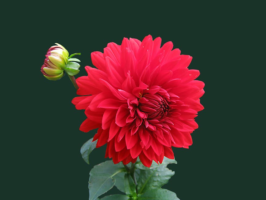 Identifying and Treating 9 Common Dahlia Diseases