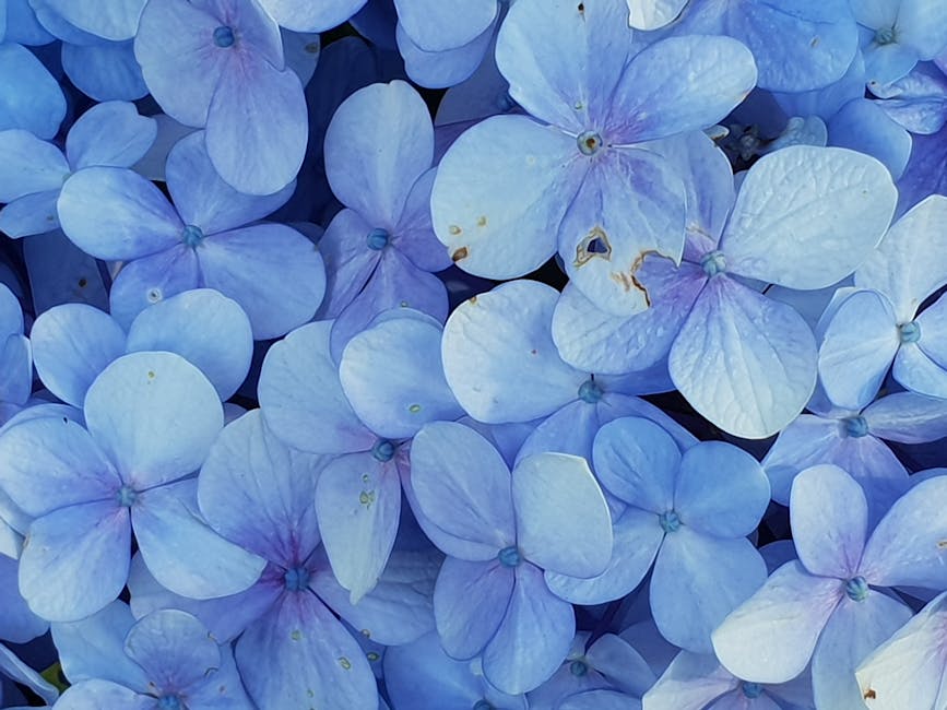 Maximizing Hydrangea Blooms: Effective Techniques and Tips