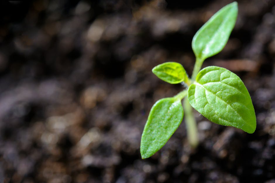 Troubleshooting Common Issues in Cantaloupe Cultivation