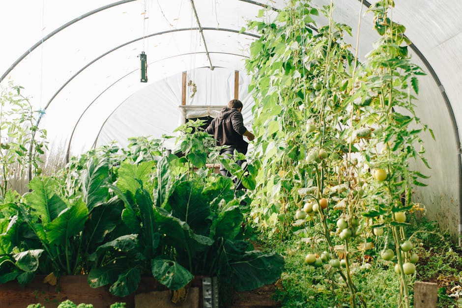 Evaluating the Progress of My Vegetable Garden in August