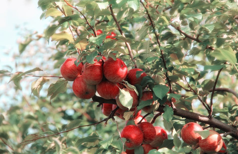 Apple Tree Propagation: A Step-by-Step Guide