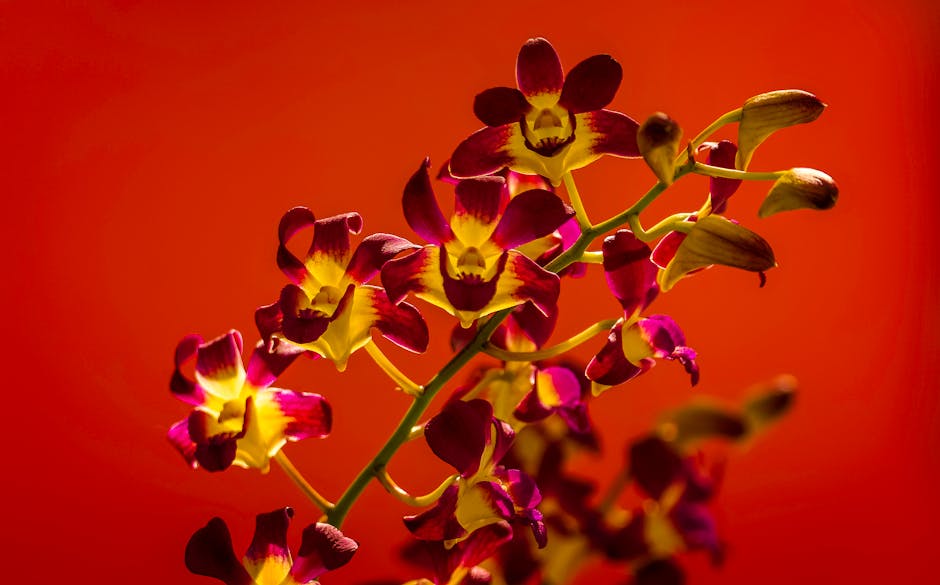 Tips for Caring for Orchids at Cal Pacific Orchid Farm