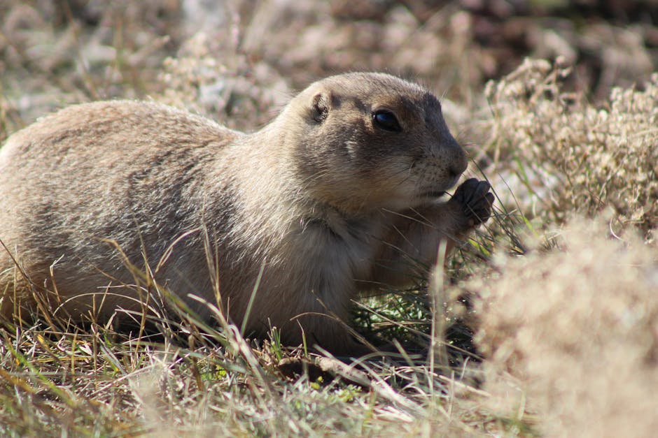 My Encounter with a Gopher Bite: When Nature Strikes