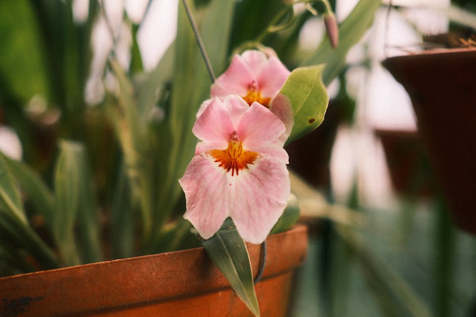 Identifying and Treating Sunburn on Orchids