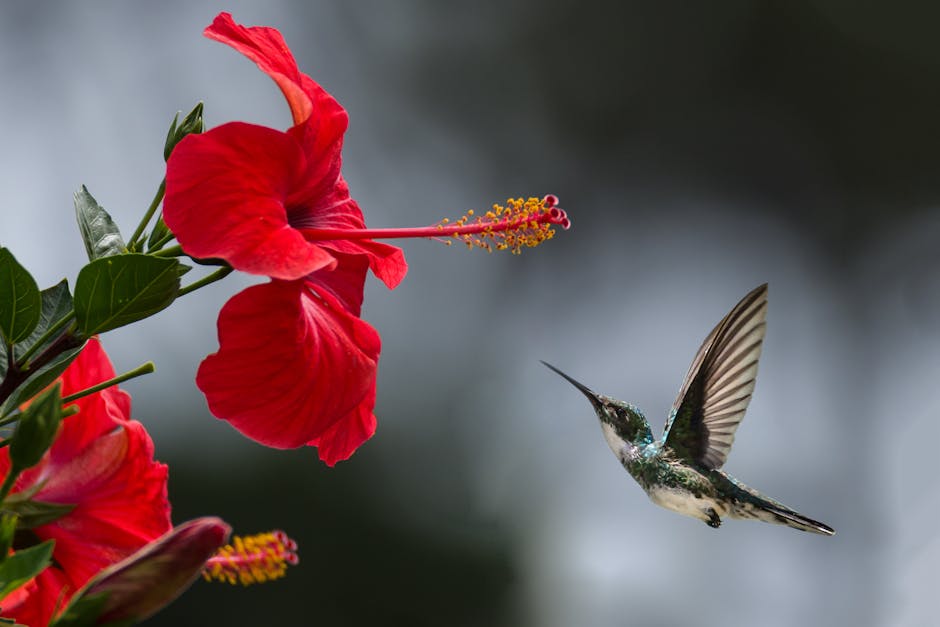 A Guide to Propagating Hibiscus