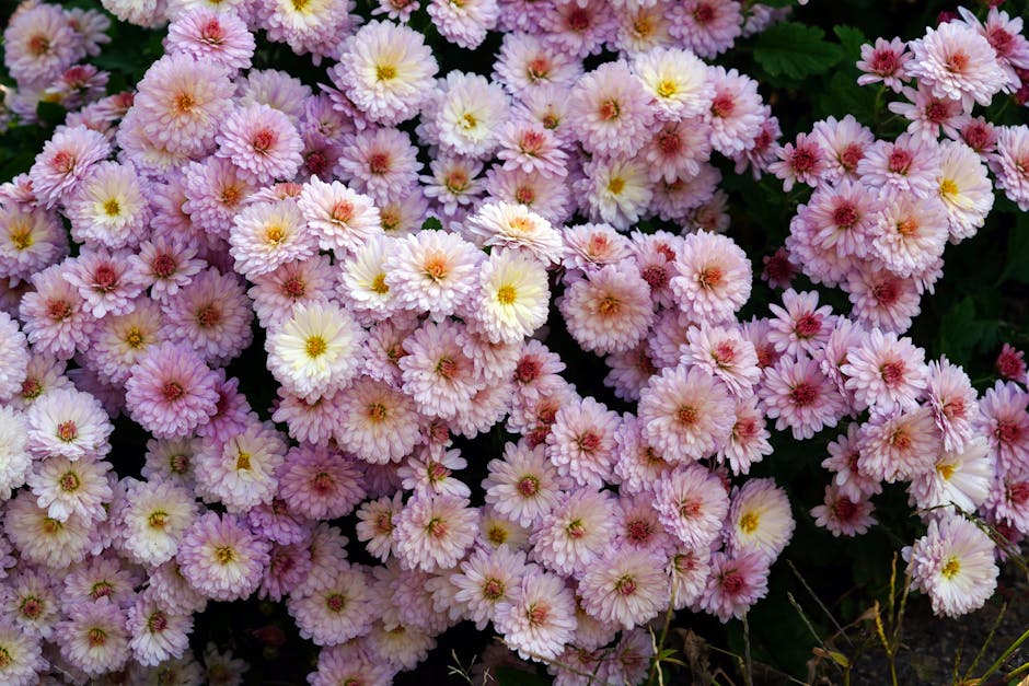 Tips for Promoting Abundant Blooming of Chrysanthemums