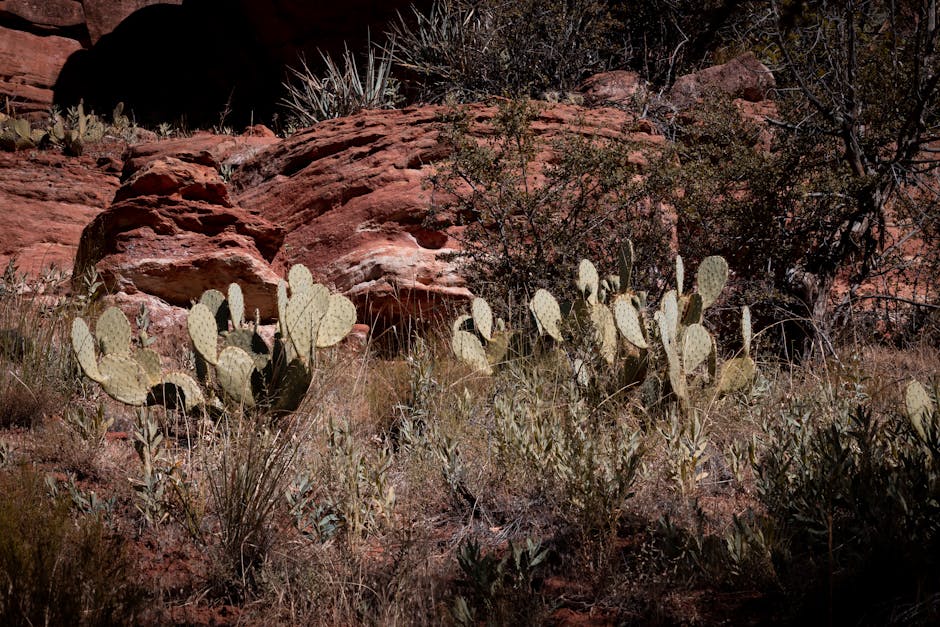 Planting Guide for July in Arizona's Low Desert