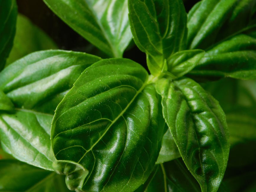 Maximizing Basil Growth: Pruning Techniques for Lush Plants and Abundant Harvests