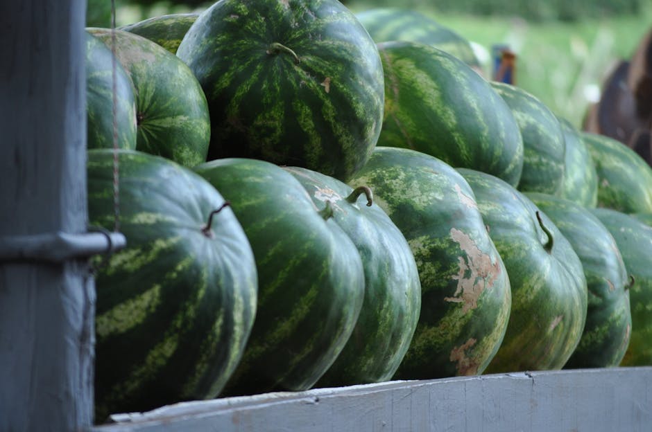 7 Tips for Successfully Growing Sweet Watermelons